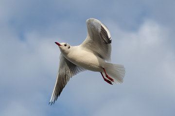möwen an der ostsee