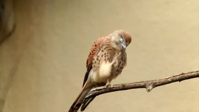 Perching rock or common kestrel, Falco tinnunculus, is scratching his face, preening and looking around. Amazing beautiful bird, isolated on blur yellow background in the excellent full HD footage.
