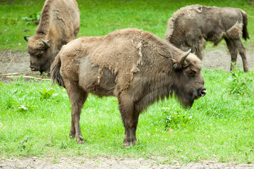 bison in captivity at the zoo