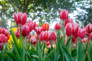 Many color of tulip in garden
