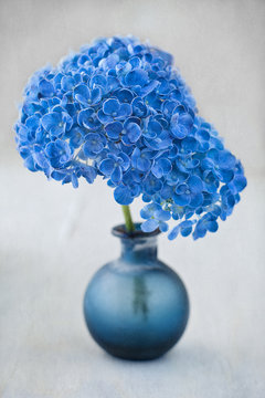beautiful blue hydrangea flowers close-up in a vase .