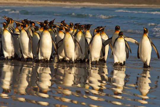 Large group of King Penguins (Aptenodytes patagonicus) standing on the beach in the early morning light at Volunteer Point in the Falkland Islands. 