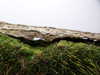 Fototapeta na wymiar Isolated Green moss macro background