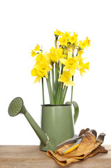 Daffodils in a watering can