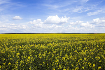 Obraz premium Agriculture. rape. Spring 