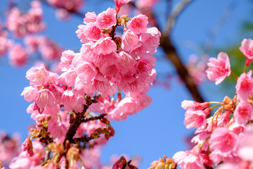 Beautiful pink flower blossom