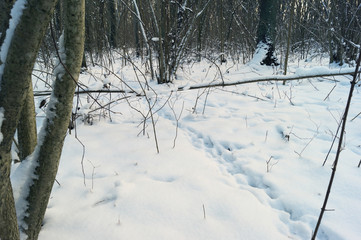 Obraz premium snow in the woods and forest animal footprints in the snow