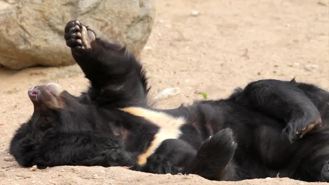 Lazy and sleepy Asiatic or Himalayan black bear close up, Ursus thibetanus, is lying in sand hollow on his back. Omnivorous beast, calm and peaceful animal. Very beautiful, cute and cuddly creature.