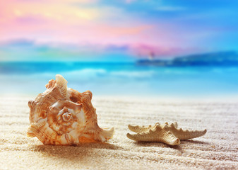 Fototapeta na wymiar Seashell on the summer beach