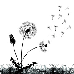 Fototapeta premium Three black dandelions at white background 