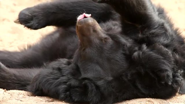 Lazy Asiatic or Himalayan black bear close up, Ursus thibetanus, is lying in sand hollow on his back and picking his teeth with claws. Omnivorous beast, calm and peaceful animal. Beautiful creature.
