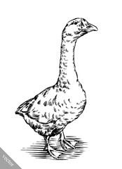 engrave ink draw isolated duck illustration