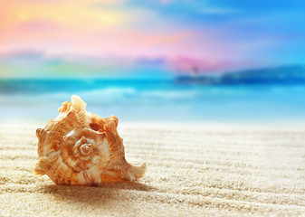 Obraz na płótnie Canvas Seashell on the summer beach