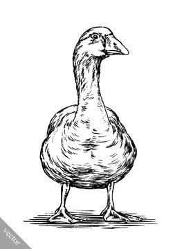 Engrave Ink Draw Isolated Duck Illustration