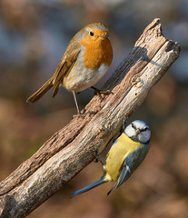European Robin and blue tit