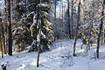 pine trees covered with snow  