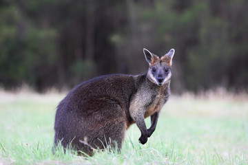Sumpfwallaby (Wallabia bicolor)