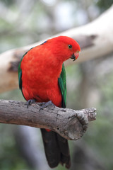 Königssittich (Alisterus scapularis)