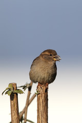 Haussperling (Passer domesticus)
