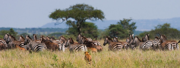 Fototapeta na wymiar Cheetah hunts for a herd of zebras and wildebeest. Kenya. Tanzania. Africa. National Park. Serengeti. Maasai Mara. An excellent illustration.