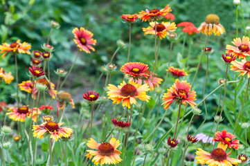 Beautiful bright flowers of Echinacea