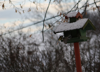 Winter feeding of birds