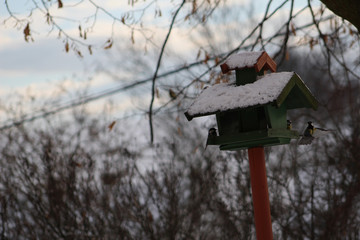 Winter feeding of birds