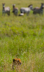 Cheetah sitting in the savanna. Close-up. Kenya. Tanzania. Africa. National Park. Serengeti. Maasai Mara. An excellent illustration.