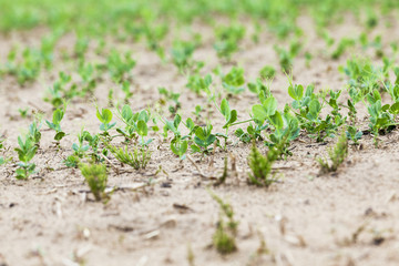 sprout green peas  