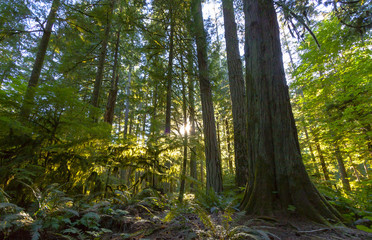 Old Growth Rainforest, Cathedral Grove, Vancouver Island