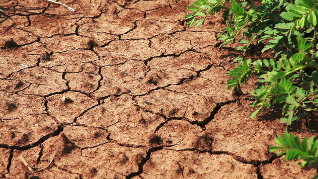 Stock Footage of bean plants in dry, cracked soil in Israel.
