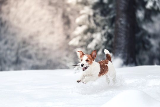 Jack Russell dog outdoors in winter