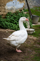 Domestic Goose on a yard