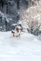 Jack Russell dog outdoors in winter