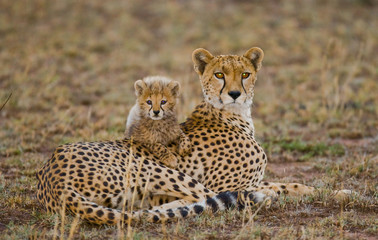 Mother cheetah and her cub in the savannah. Kenya. Tanzania. Africa. National Park. Serengeti. Maasai Mara. An excellent illustration.