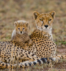 Mother cheetah and her cub in the savannah. Kenya. Tanzania. Africa. National Park. Serengeti. Maasai Mara. An excellent illustration.
