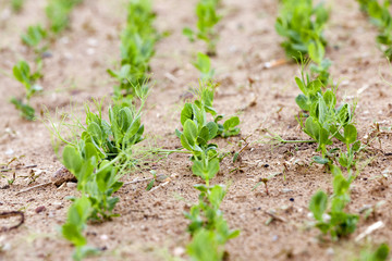 sprout green peas  