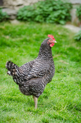 hen on a yard