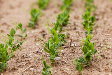 sprout green peas  