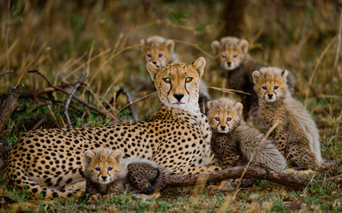 Mother cheetah and her cubs in the savannah. Kenya. Tanzania. Africa. National Park. Serengeti. Maasai Mara. An excellent illustration. © gudkovandrey