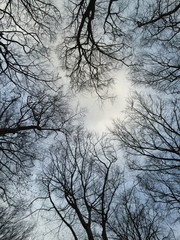 Fototapeta na wymiar Bäume die in den Himmel.....