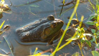 Common North American Bullfrog in a marsh sunning himself  - partially immersed in warm shoreline water.  North American bullfrog in marshy wetlands