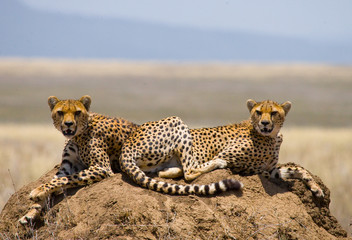 Two cheetahs on the hill in the savannah. Kenya. Tanzania. Africa. National Park. Serengeti. Maasai...