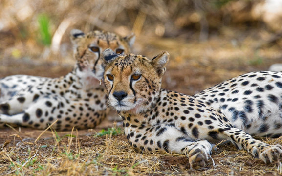 Two cheetah lying in the savanna. Kenya. Tanzania. Africa. National Park. Serengeti. Maasai Mara. An excellent illustration.