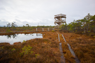 Fototapeta na wymiar Kemeri swamp landscape
