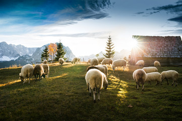 Troupeau de moutons paissant