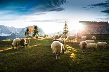 Papier Peint photo Lavable Moutons Troupeau de moutons paissant