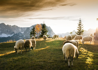 Flock of sheep grazing