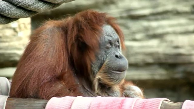 Mature orangutan female close up, sitting on rocky background. Amazing great ape with human like expression, savoring some food. Wild beauty of excellent big primate in amazing full HD footage.
