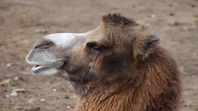 Eye contact with a camel female on the ground background. The head of the herbivorous animal, known as desert ship. Charm of the wildlife in the HD footage.
